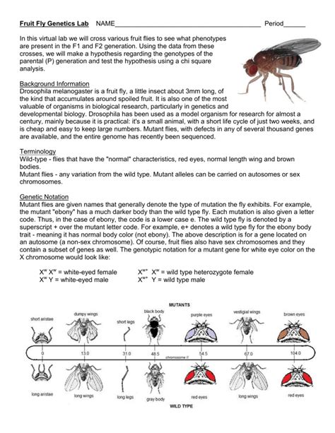 Lab 4: Fruit Fly Genetics .